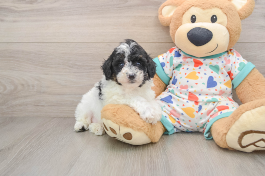 Mini Aussiedoodle Puppy for Adoption