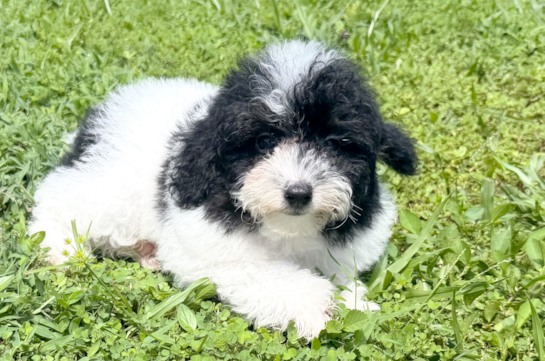 Best Mini Aussiedoodle Baby