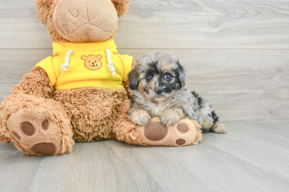 6 week old Mini Aussiedoodle Puppy For Sale - Seaside Pups