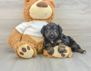 7 week old Mini Aussiedoodle Puppy For Sale - Seaside Pups