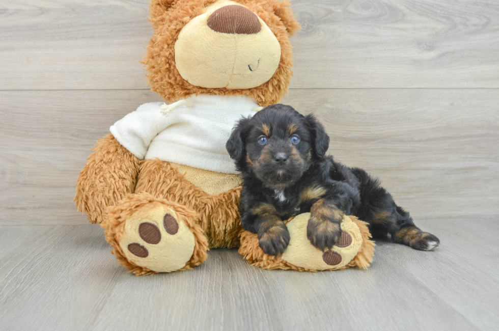 6 week old Mini Aussiedoodle Puppy For Sale - Seaside Pups