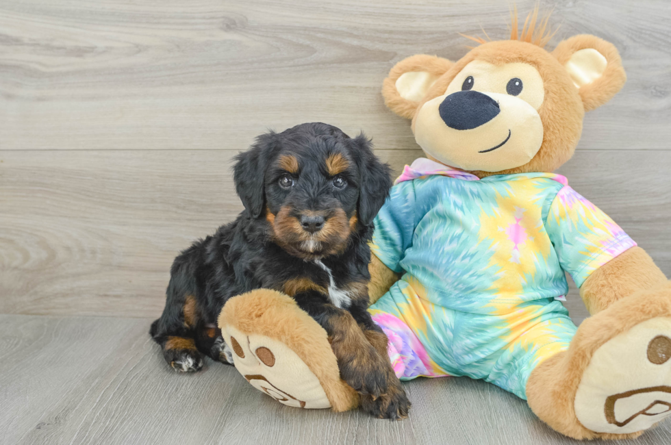 6 week old Mini Aussiedoodle Puppy For Sale - Seaside Pups