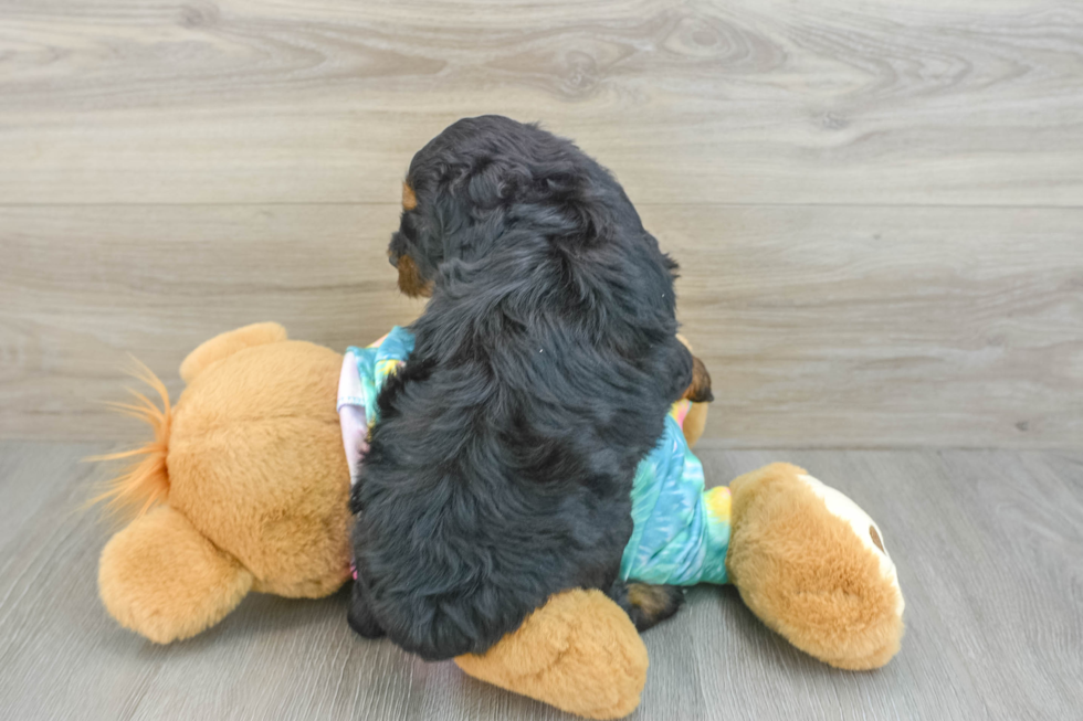 Best Mini Aussiedoodle Baby