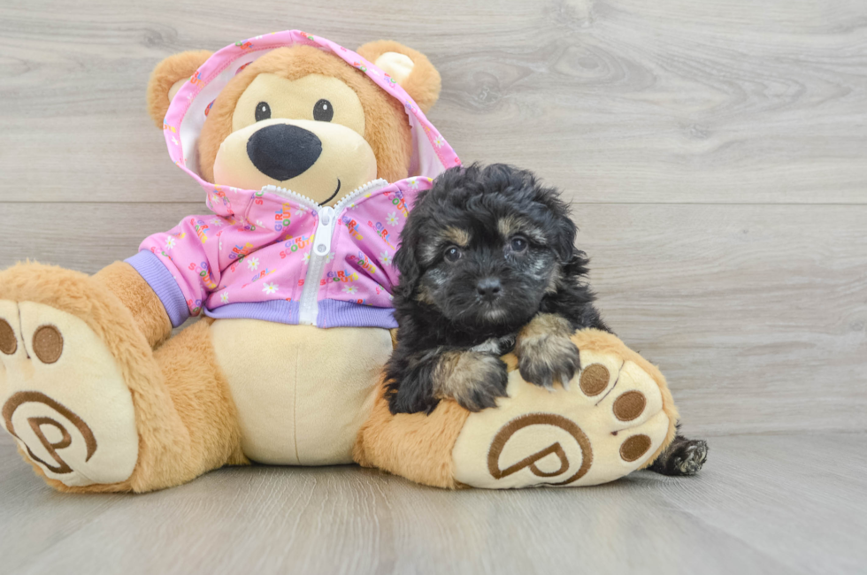 5 week old Mini Aussiedoodle Puppy For Sale - Seaside Pups