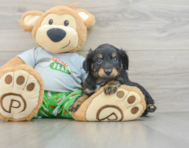 8 week old Mini Aussiedoodle Puppy For Sale - Seaside Pups