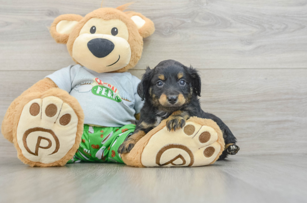 8 week old Mini Aussiedoodle Puppy For Sale - Seaside Pups
