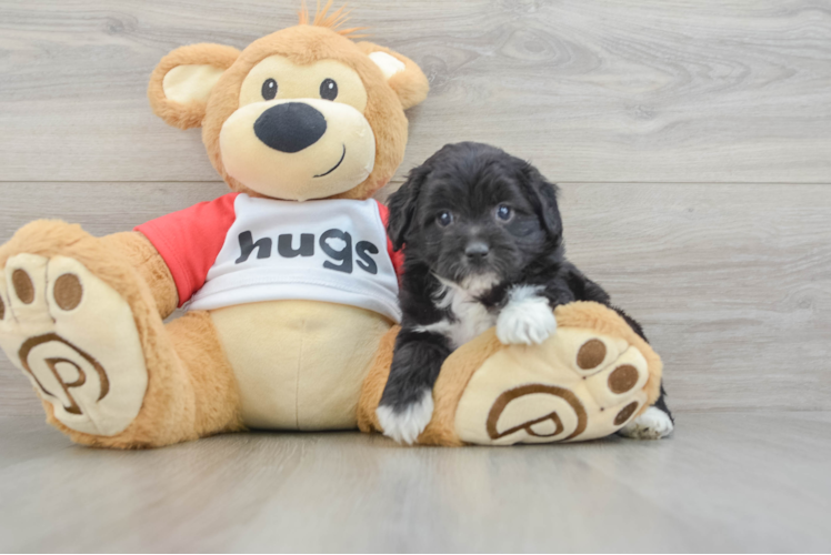 Mini Aussiedoodle Pup Being Cute