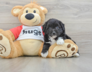7 week old Mini Aussiedoodle Puppy For Sale - Seaside Pups