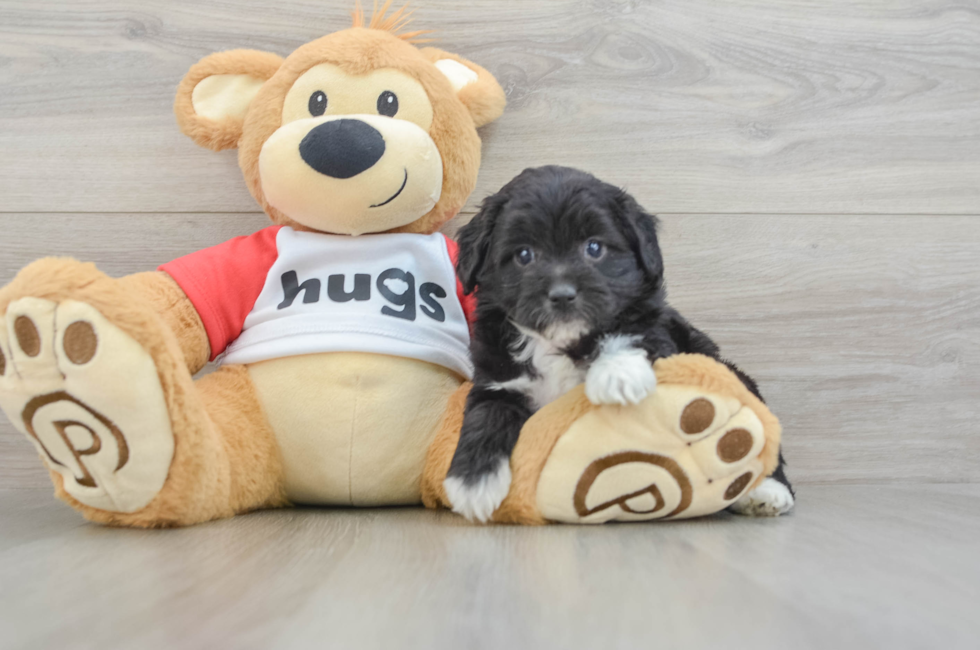 6 week old Mini Aussiedoodle Puppy For Sale - Seaside Pups