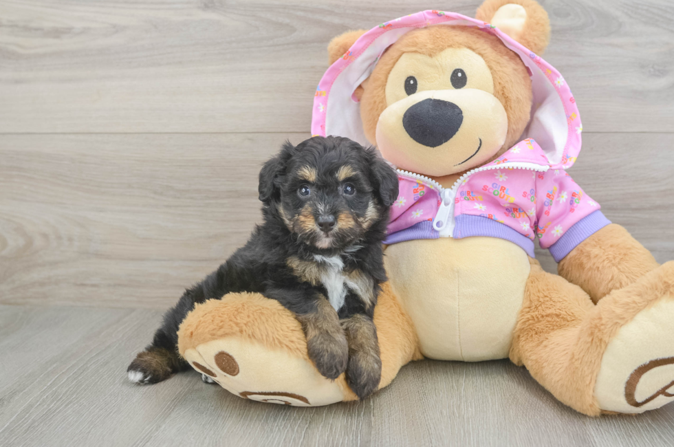 5 week old Mini Aussiedoodle Puppy For Sale - Seaside Pups