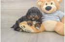 Fluffy Mini Aussiedoodle Poodle Mix Pup