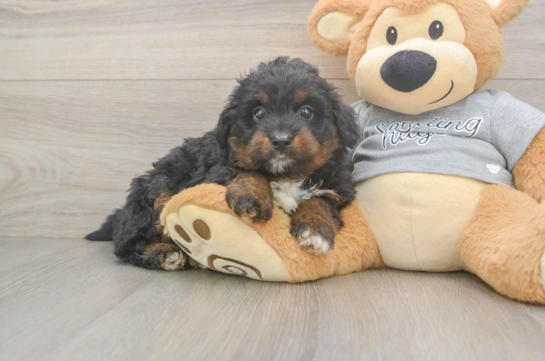 Fluffy Mini Aussiedoodle Poodle Mix Pup