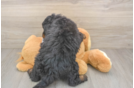 Sweet Mini Aussiedoodle Baby
