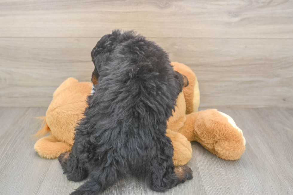 Sweet Mini Aussiedoodle Baby