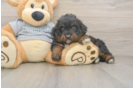 Small Mini Aussiedoodle Baby