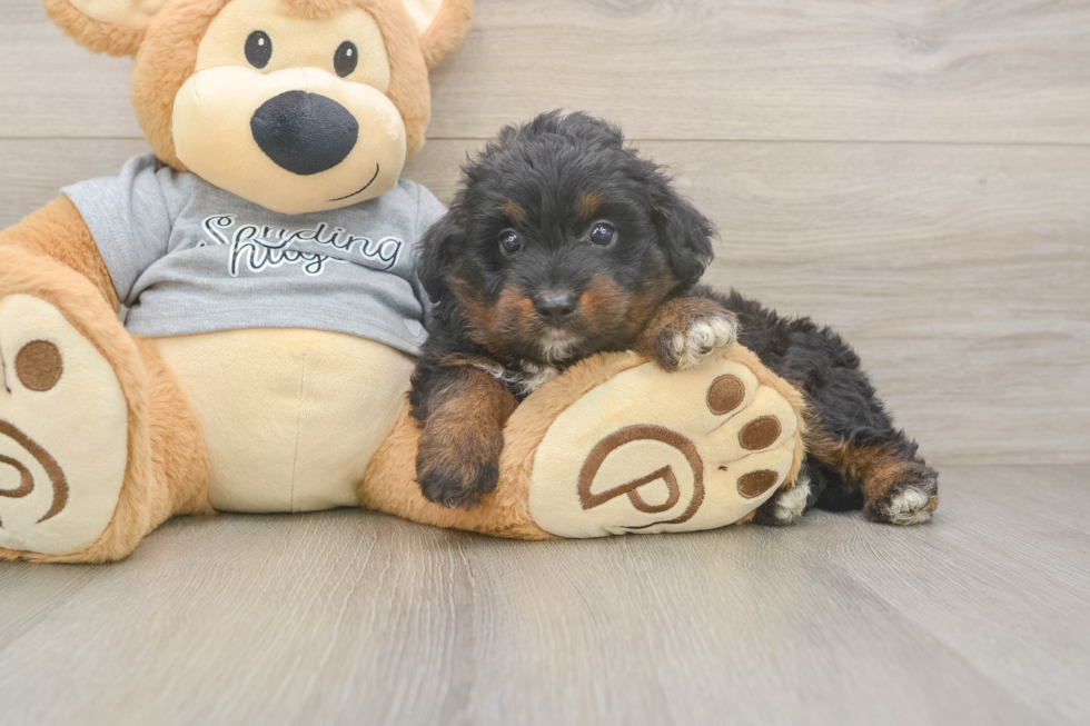 Small Mini Aussiedoodle Baby