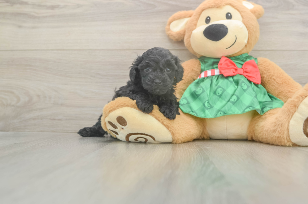 5 week old Mini Aussiedoodle Puppy For Sale - Seaside Pups