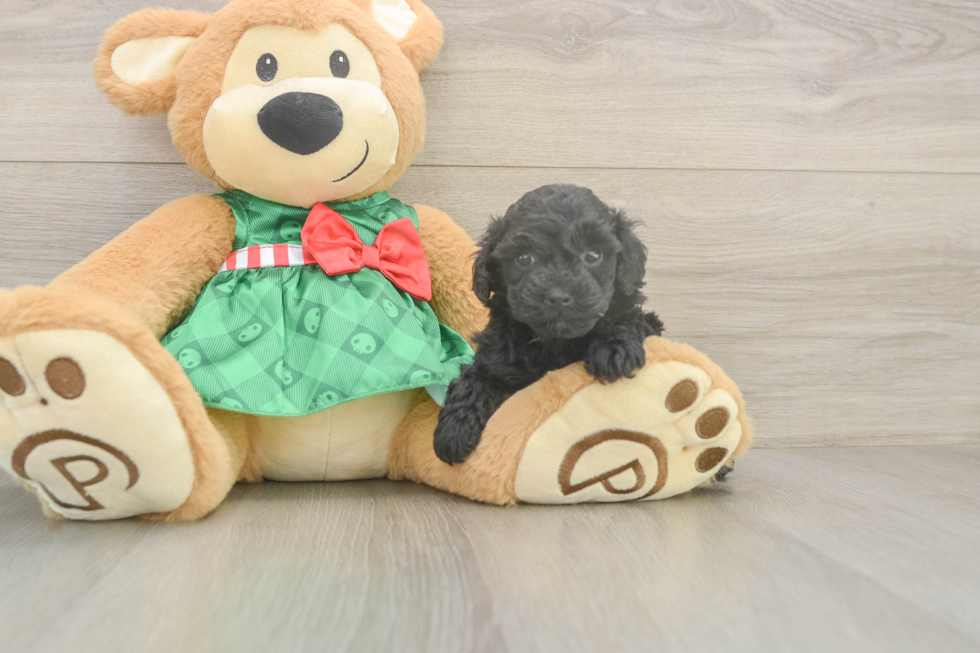 Hypoallergenic Aussiepoo Poodle Mix Puppy