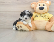 8 week old Mini Aussiedoodle Puppy For Sale - Seaside Pups
