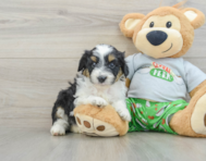 8 week old Mini Aussiedoodle Puppy For Sale - Seaside Pups
