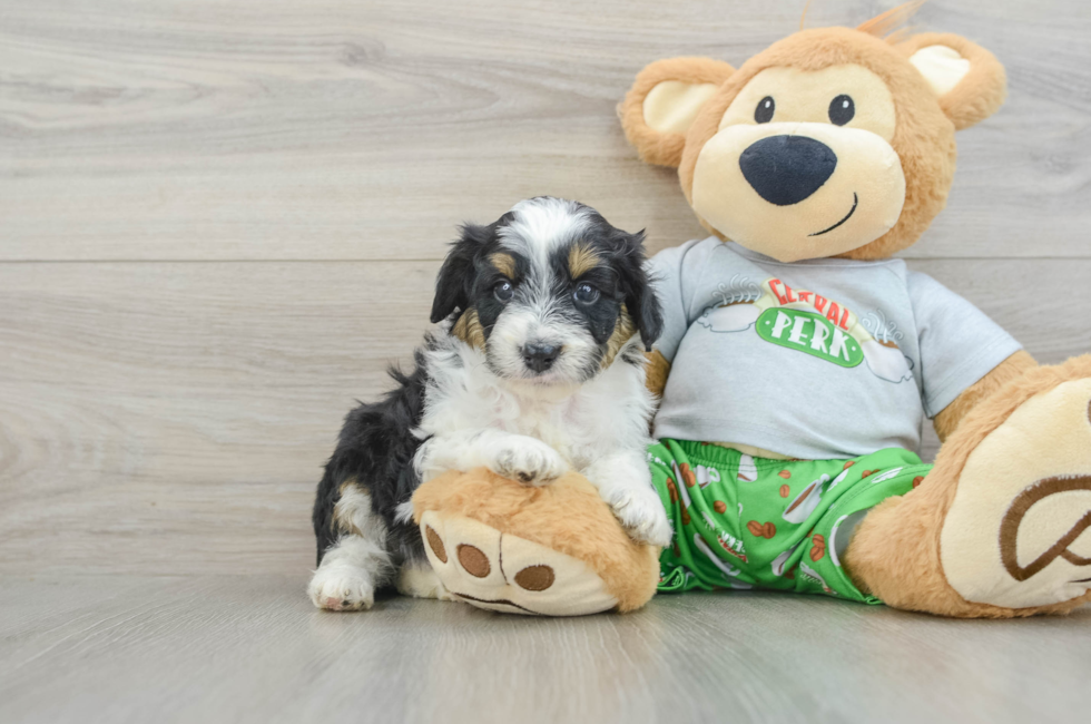 8 week old Mini Aussiedoodle Puppy For Sale - Seaside Pups