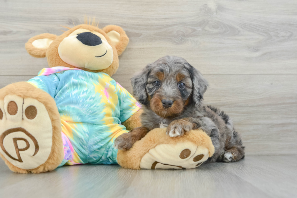 Little Mini Aussiepoo Poodle Mix Puppy