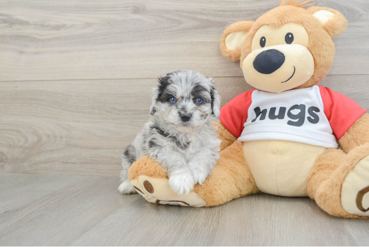Mini Aussiedoodle Puppy for Adoption