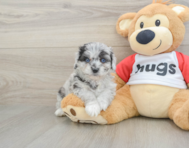6 week old Mini Aussiedoodle Puppy For Sale - Seaside Pups