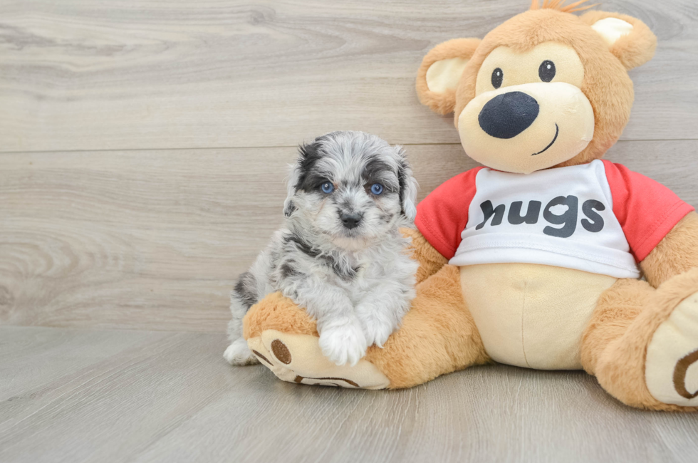 6 week old Mini Aussiedoodle Puppy For Sale - Seaside Pups