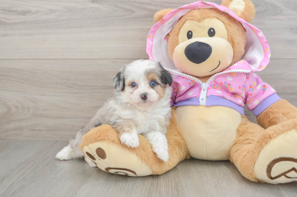 5 week old Mini Aussiedoodle Puppy For Sale - Seaside Pups