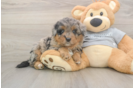 Mini Aussiedoodle Pup Being Cute