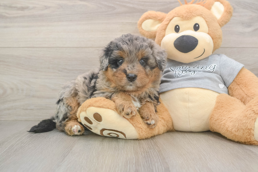 Mini Aussiedoodle Pup Being Cute