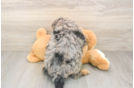 Mini Aussiedoodle Puppy for Adoption