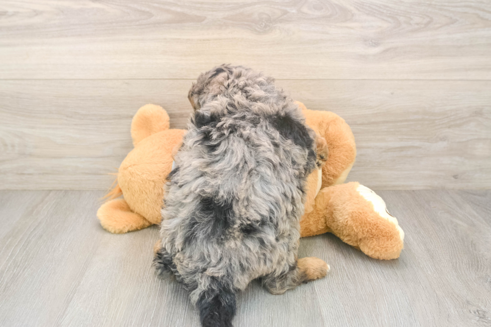 Mini Aussiedoodle Puppy for Adoption
