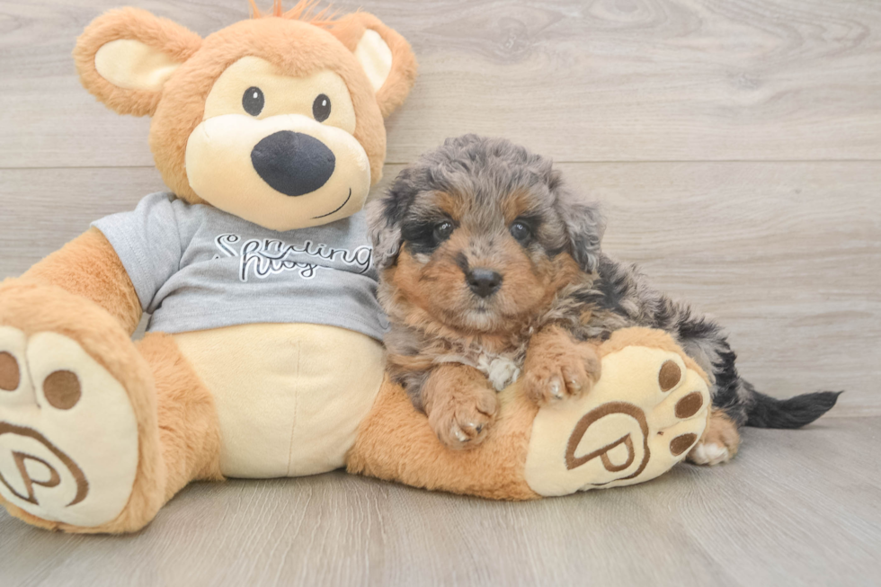 Little Mini Aussiepoo Poodle Mix Puppy