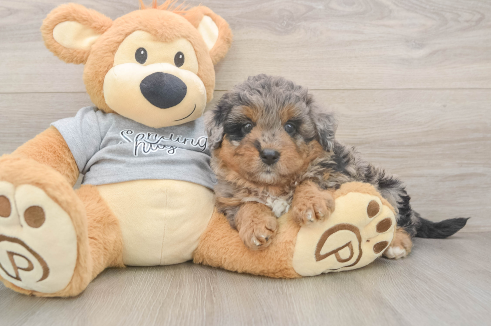 6 week old Mini Aussiedoodle Puppy For Sale - Seaside Pups