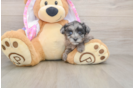 Mini Aussiedoodle Pup Being Cute