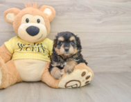 8 week old Mini Aussiedoodle Puppy For Sale - Seaside Pups