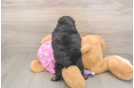 Smart Mini Aussiedoodle Poodle Mix Pup
