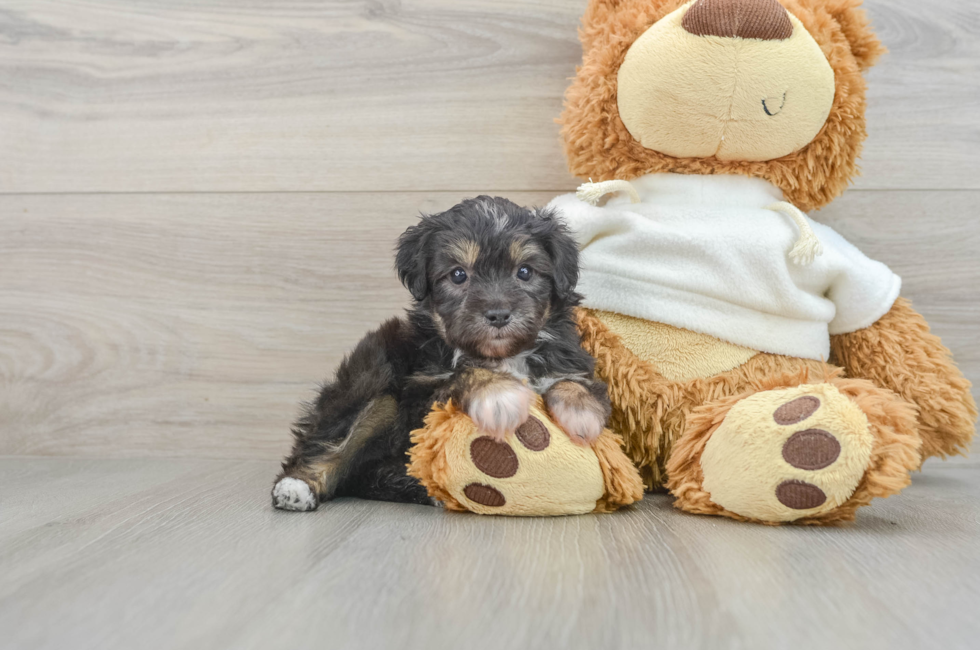 7 week old Mini Aussiedoodle Puppy For Sale - Seaside Pups