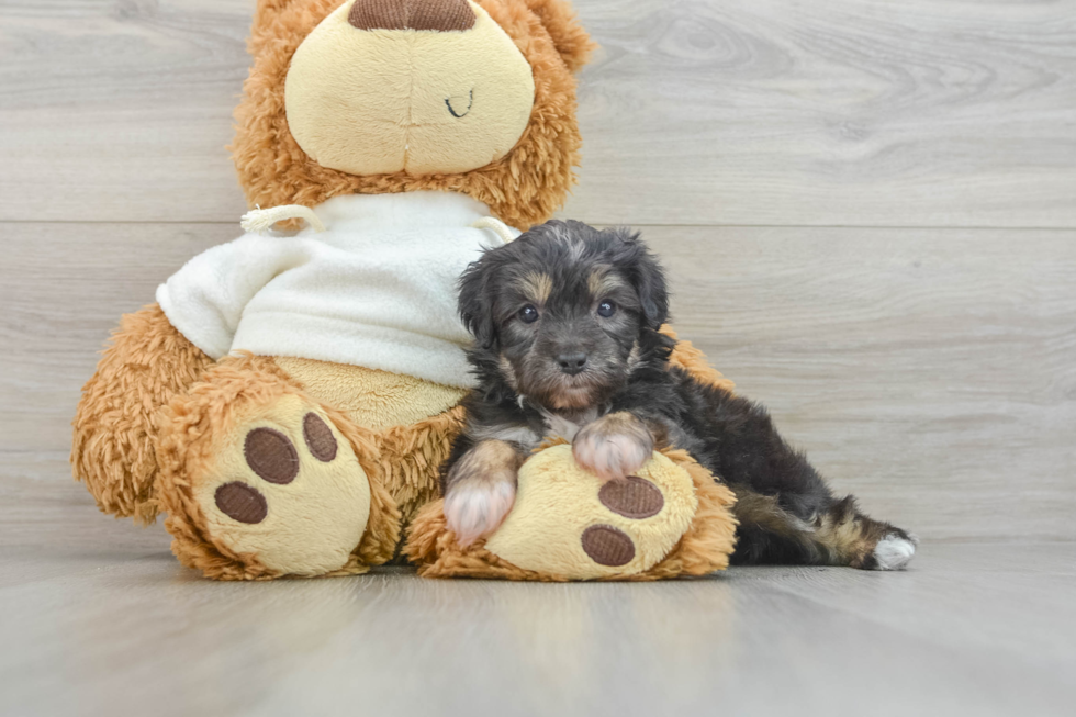 Playful Mini Aussiepoodle Poodle Mix Puppy