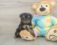 8 week old Mini Aussiedoodle Puppy For Sale - Seaside Pups