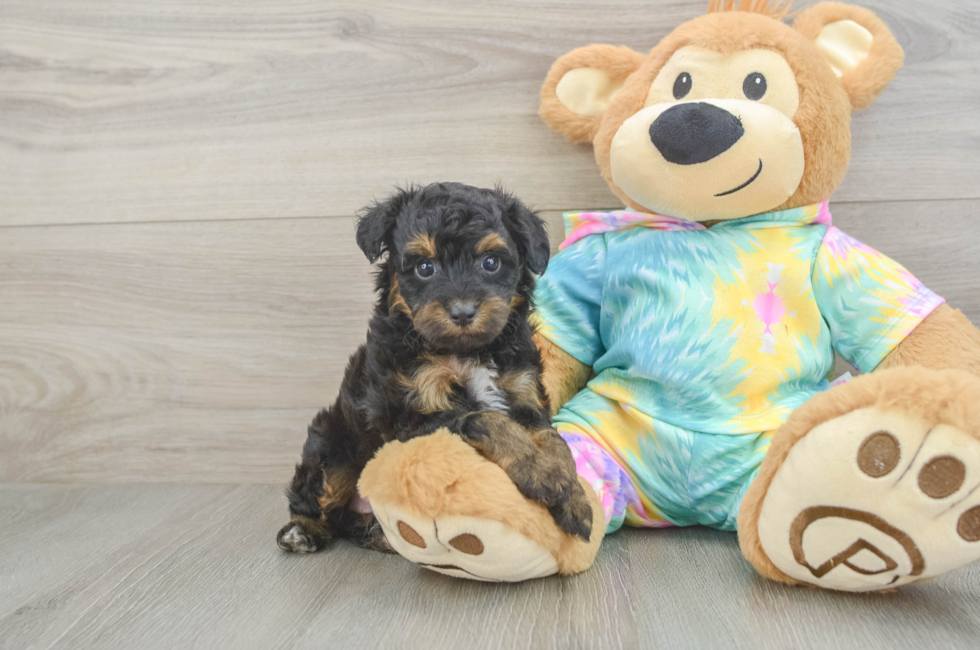 5 week old Mini Aussiedoodle Puppy For Sale - Seaside Pups