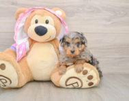 8 week old Mini Aussiedoodle Puppy For Sale - Seaside Pups