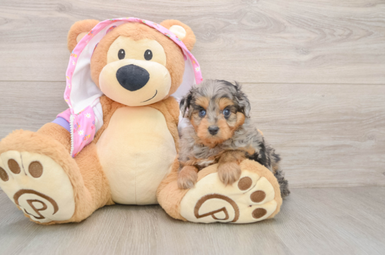 Mini Aussiedoodle Puppy for Adoption