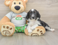 7 week old Mini Aussiedoodle Puppy For Sale - Seaside Pups