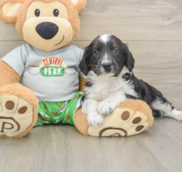 7 week old Mini Aussiedoodle Puppy For Sale - Seaside Pups
