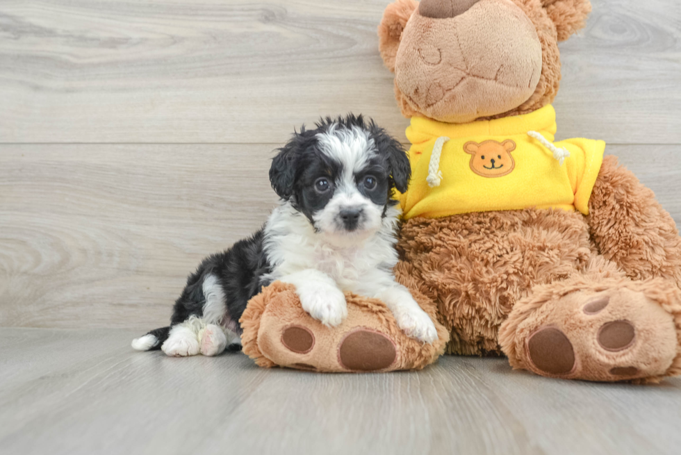 Mini Aussiedoodle Pup Being Cute