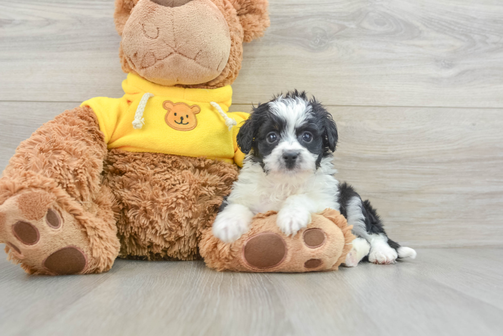 Energetic Aussie Poo Poodle Mix Puppy