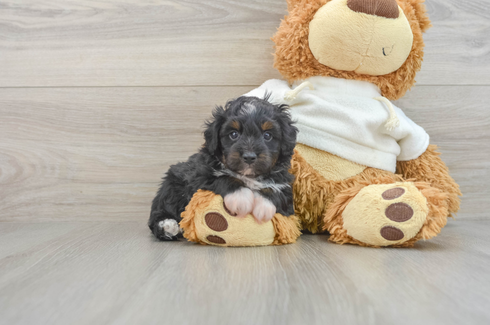 7 week old Mini Aussiedoodle Puppy For Sale - Seaside Pups